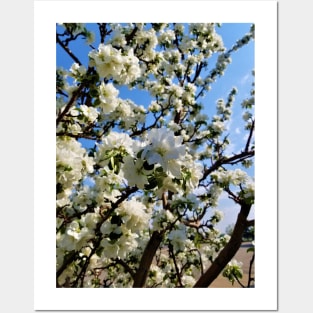 Apple Blossoms Posters and Art